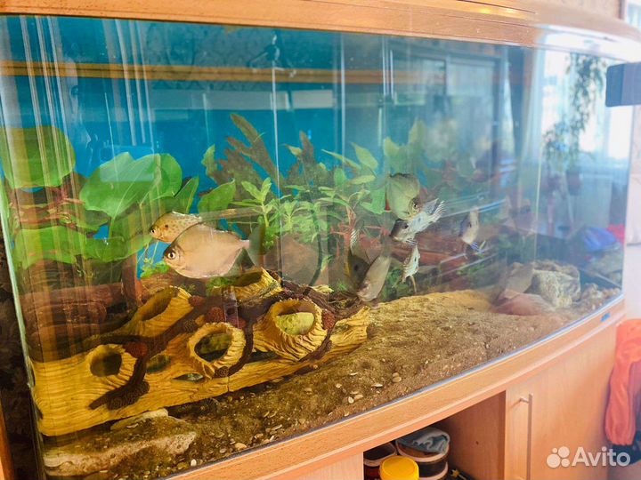 Аквариум
