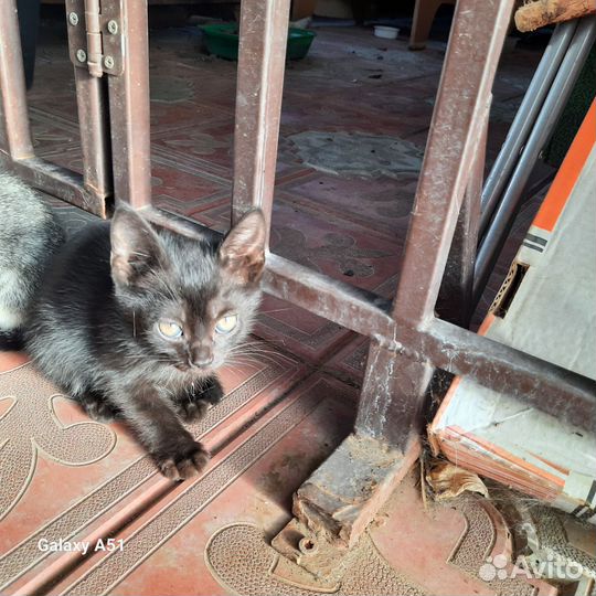 Кошка в дар