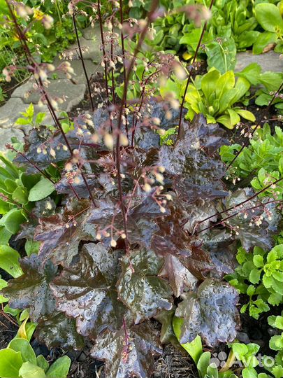 Гейхера сортовая