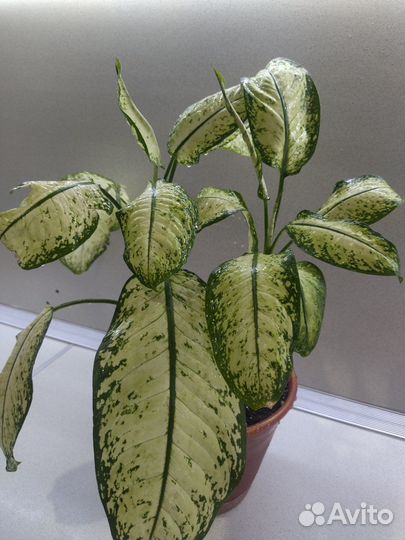 Диффенбахия