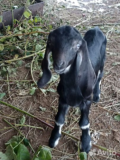 Коза камори - нубийская