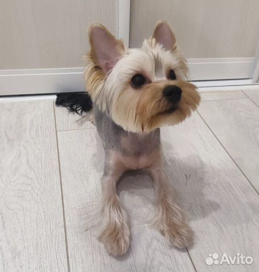 Груминг (стрижка-линька ) собак и кошек