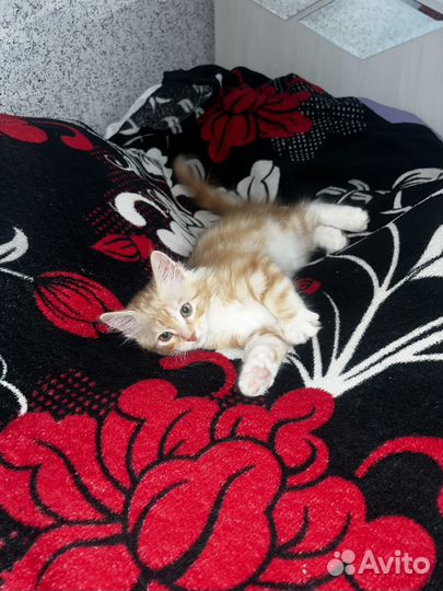 Котенок 2 месяца (мальчик)