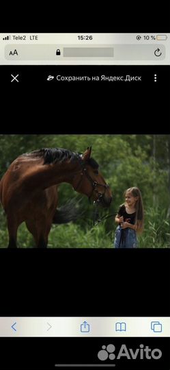 Лошадь для прогулок