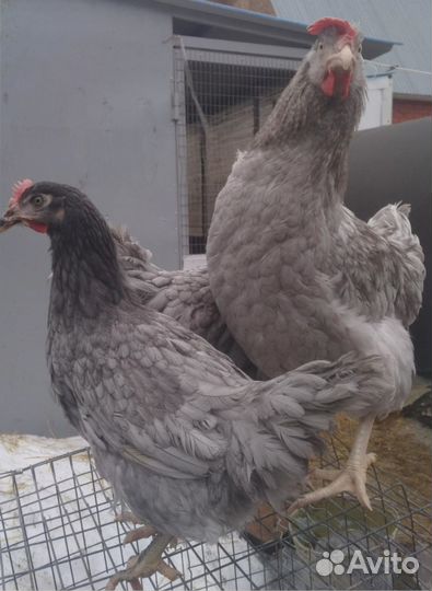 Несушки молодки с доставкой на дом