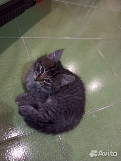 Котенок в дар бесплатно