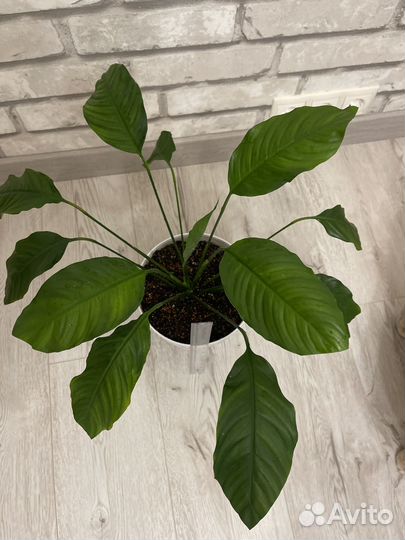 Спатифиллум