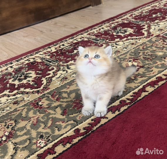 Британские котята