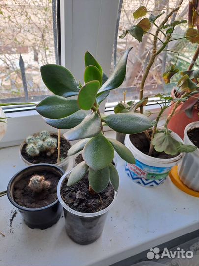 Денежное дерево