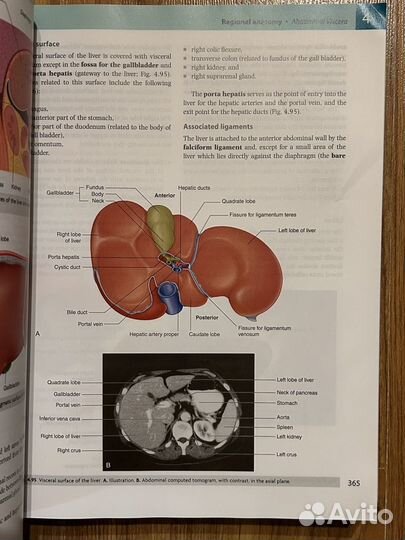 Grays Anatomy for students