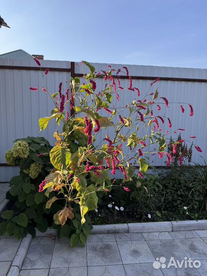 Семена цветка горец почечуйный