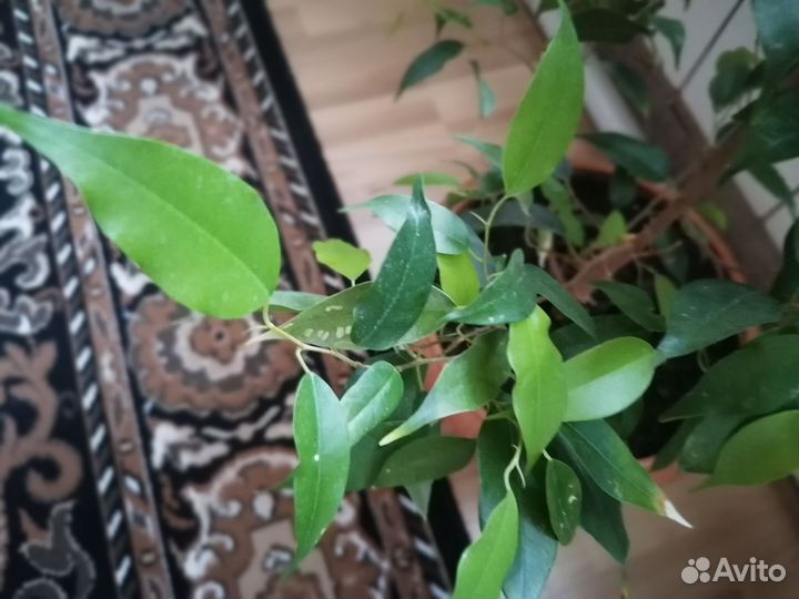 Фикус бенджамина