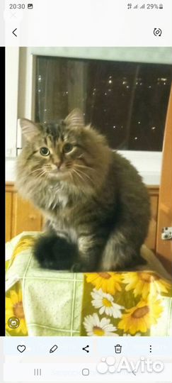 Кошка