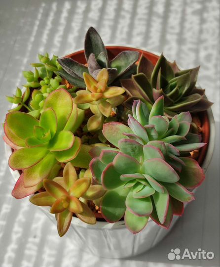 Флорариумы на подарок. Разноцветные суккуленты