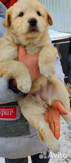 Собака в добрые руки щенок маленький