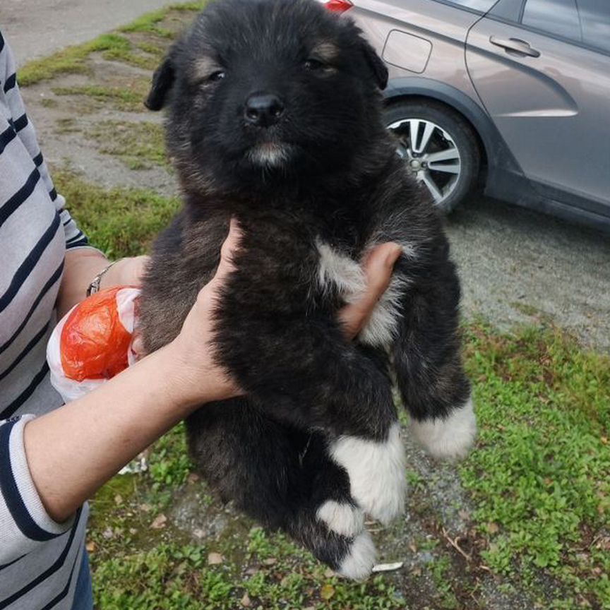 Отдам в добрые руки щенка средней породы, кабель