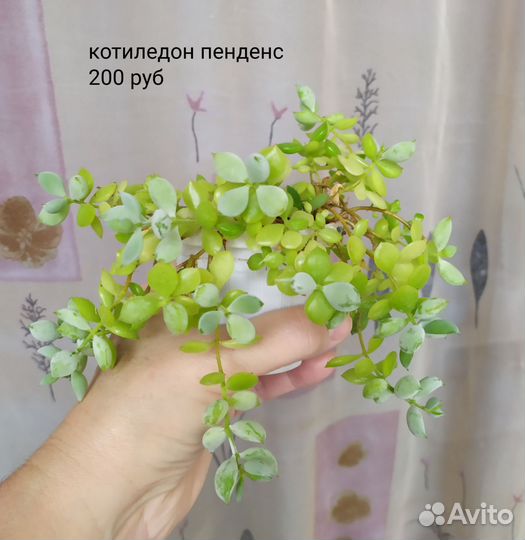Суккуленты