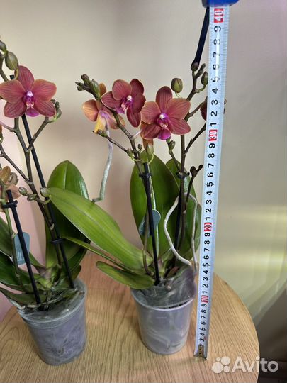 Орхидея мультифлора Триксион,h38