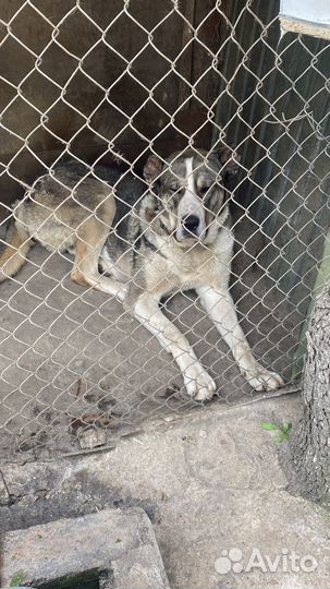 Вязка алабай