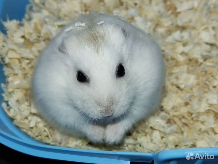 Красивые джунгарские хомячки из питомника