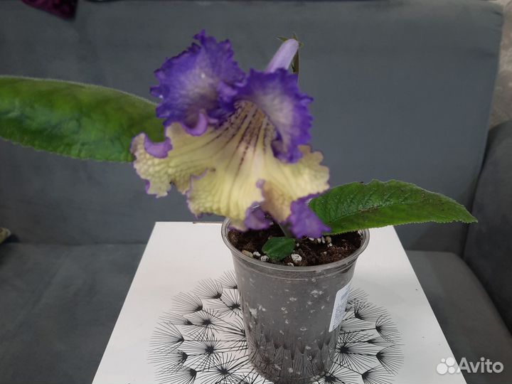 Стрептокарпусы