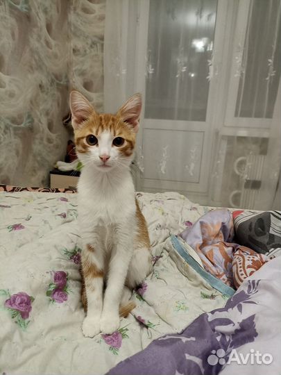 Котенок мальчик