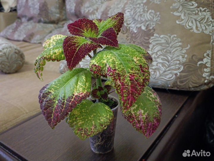 Колеус Аватар