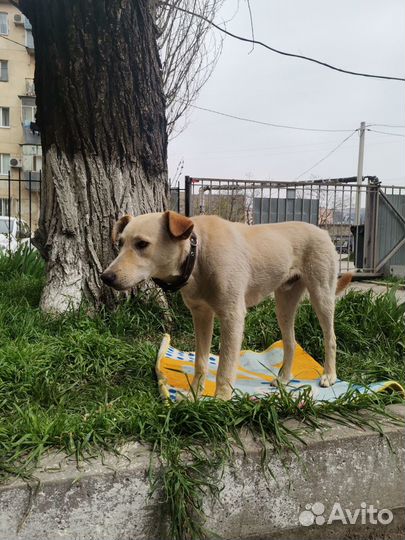 Супер-Собака