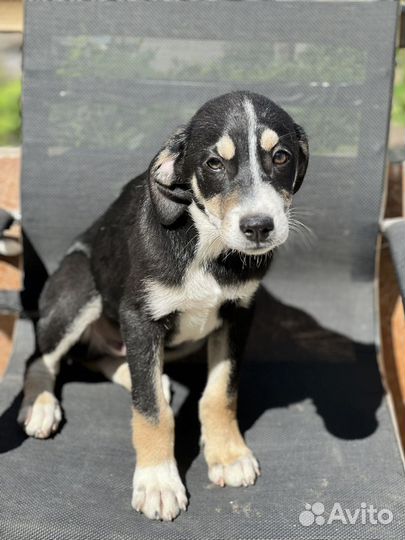 Щенки метисы