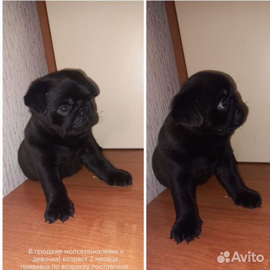 Продажа щенков мопс