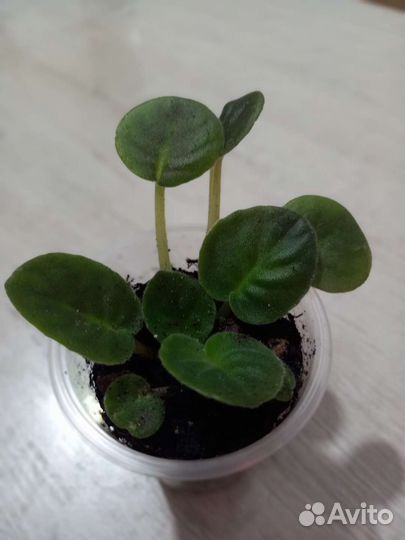 Сингониум,строманта,фиалка