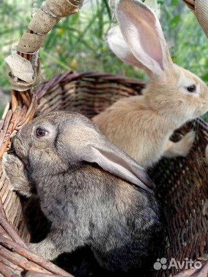 Кролики мясных пород
