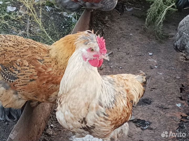 Петушки на племя