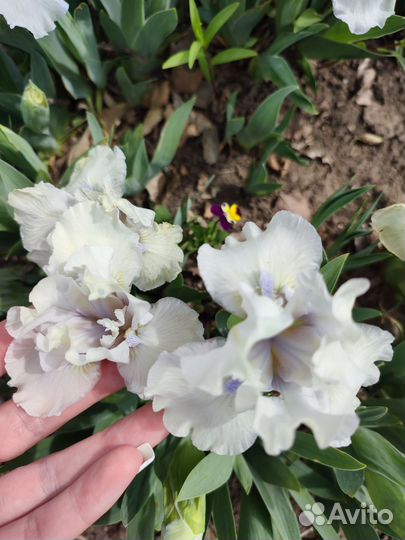 Ирисы карликовые