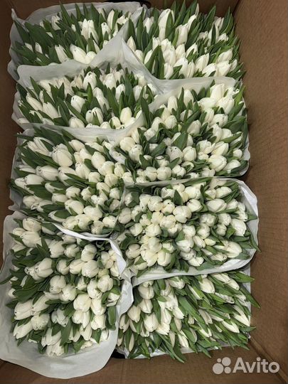 Тюльпаны на 8 марта букет