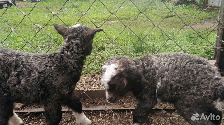 Козы, козлята, козлы