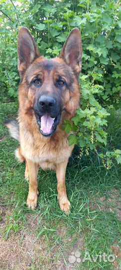 Щенки немецкой овчарки, девочки