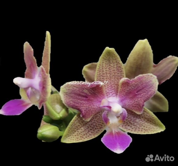 Орхидея фаленопсис