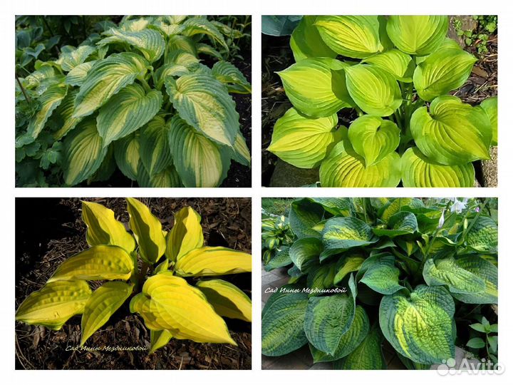 Хосты сортовые