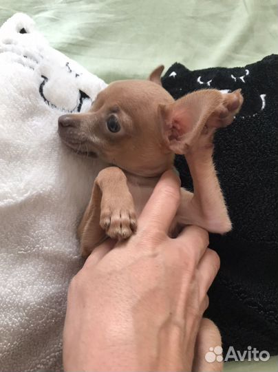 Мини той терьер