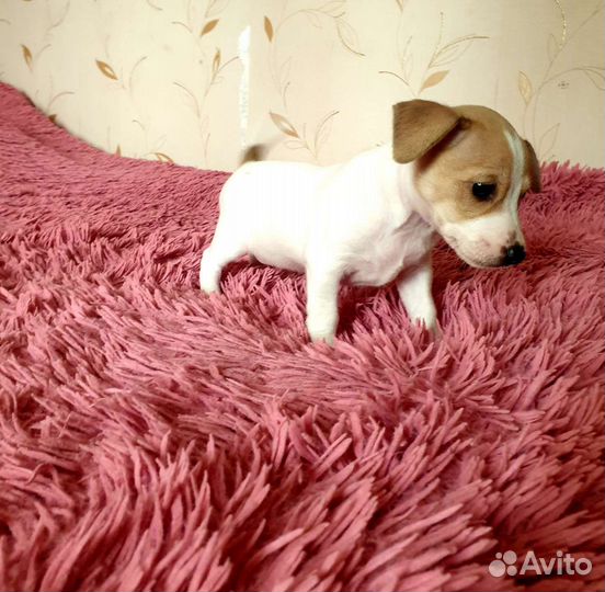 Щенок джек рассел