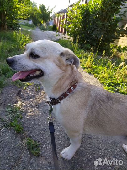 Вязка собак