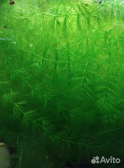 Роголистник