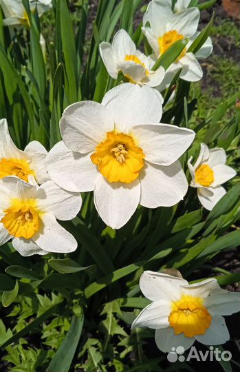 Нарциссы
