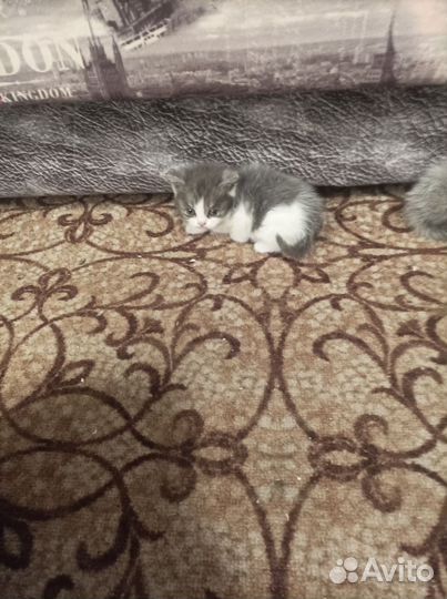 Котята отдам бесплатно