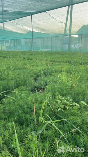 Саженцы ели зкс