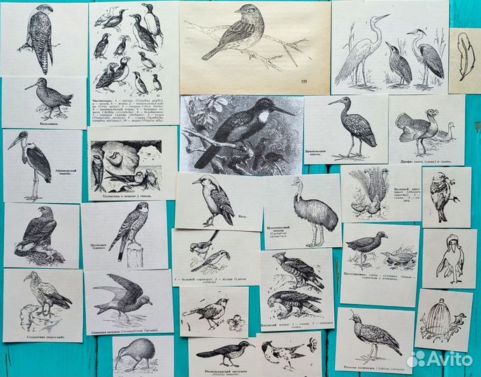 Ботаническиие наборы чёрно белые, насекомые