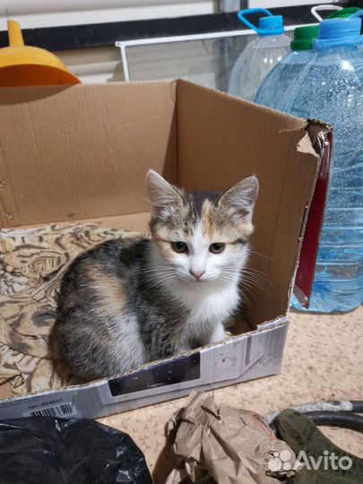 Кошка турецкая ангора