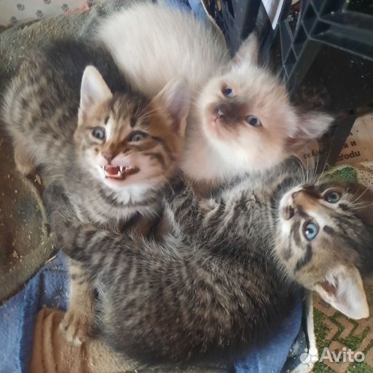 Котятки в добрые руки