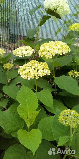 Гортензия анабель